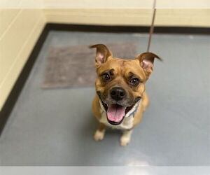 Boxador Dogs for adoption in Denver, CO, USA