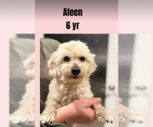 Mutt Dogs for adoption in Cranston, RI, USA