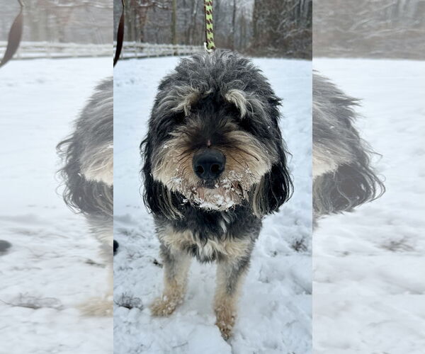 Medium Photo #4 Aussiedoodle Puppy For Sale in Landenberg, PA, USA