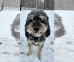 Small #3 Aussiedoodle