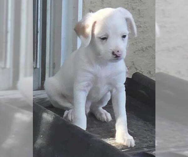 Medium Photo #2 Malchi Puppy For Sale in Oakley, CA, USA