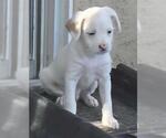 Small #1 Malchi
