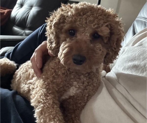 Medium Photo #1 Cavapoo (Miniature) Puppy For Sale in SHOALS, IN, USA