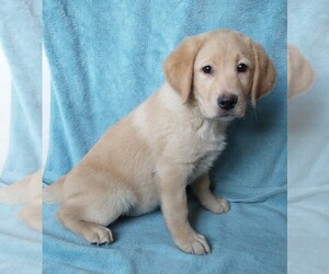 Labrador Retriever Puppy for sale in CALIENTE, CA, USA