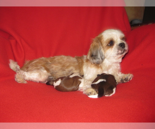 Medium Photo #1 Shih Tzu Puppy For Sale in PHELAN, CA, USA