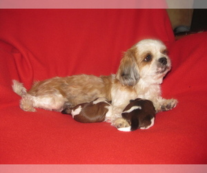 Mother of the Shih Tzu puppies born on 02/21/2026