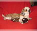 Small Photo #1 Shih Tzu Puppy For Sale in PHELAN, CA, USA