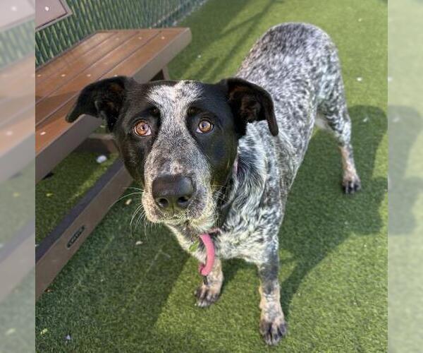 Medium Photo #1 Mutt Puppy For Sale in Camarillo, CA, USA