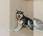 Small #2 Siberian Husky