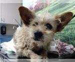 Small Mutt