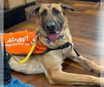 Small #1 German Shepherd Dog Mix