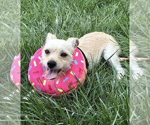 Cosmo - Male Maltese-Unknown Mix Dog for Adoption - Photo #2