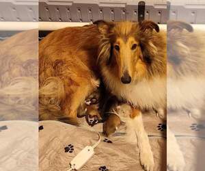 Mother of the Collie puppies born on 12/06/2023