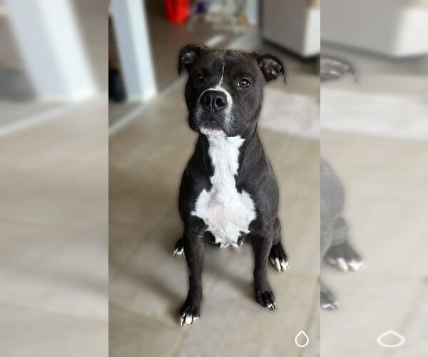 Medium Photo #10 Boxer-Unknown Mix Puppy For Sale in Germantown, OH, USA