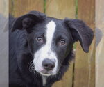 Small #5 Border-Aussie