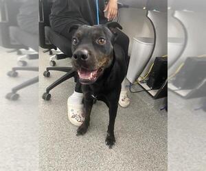 Rottweiler-Unknown Mix Dogs for adoption in Pasadena, TX, USA