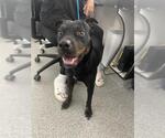 Small Rottweiler Mix