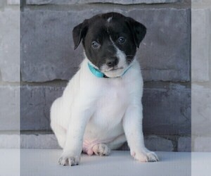 Jack Russell Terrier-Unknown Mix Puppy for sale in FREDERICKSBG, OH, USA