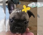 Puppy Silver French Bulldog