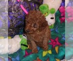 Small Photo #3 Poodle (Standard) Puppy For Sale in CLATSKANIE, OR, USA