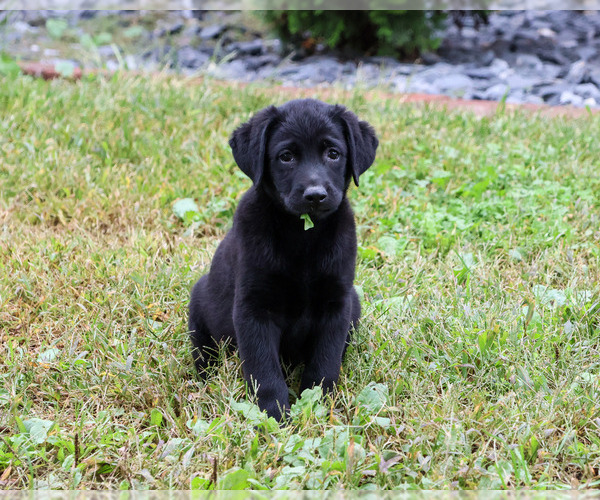 Medium Photo #1 Labrador Retriever Puppy For Sale in SYRACUSE, IN, USA