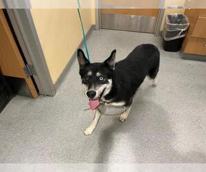 German Shepherd Dog-Siberian Husky Mix Dogs for adoption in Orange, CA, USA