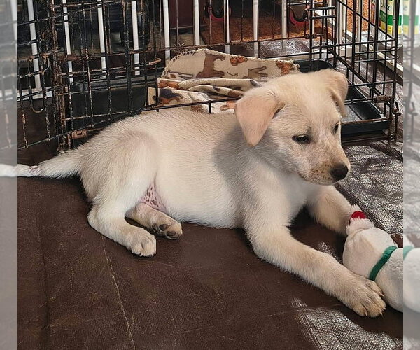 Medium Photo #3 Labrenees Puppy For Sale in Aurora, IN, USA