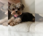 Small Photo #1 Yorkshire Terrier Puppy For Sale in DEERFIELD BEACH, FL, USA