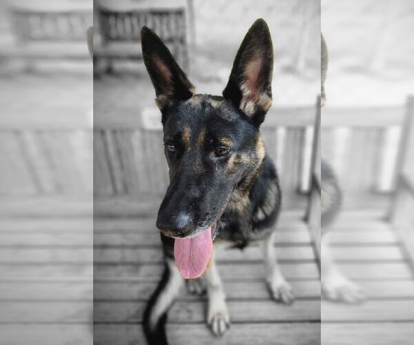 Medium Photo #5 German Shepherd Dog Puppy For Sale in Rockaway, NJ, USA