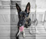 Small #4 German Shepherd Dog