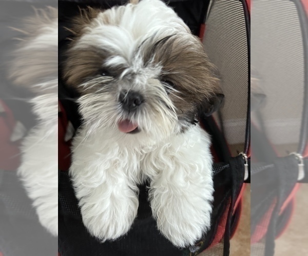 Medium Photo #2 Shih Tzu Puppy For Sale in REDINGTN SHOR, FL, USA