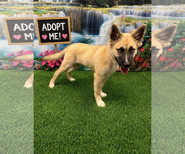 Medium Photo #1 Mutt Puppy For Sale in Euless, TX, USA