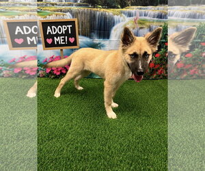 Mutt Dogs for adoption in Euless, TX, USA