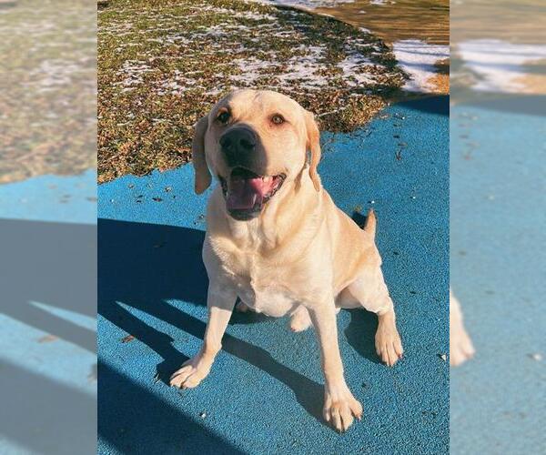 Medium Photo #1 Labrador Retriever Puppy For Sale in Toronto, Ontario, Canada