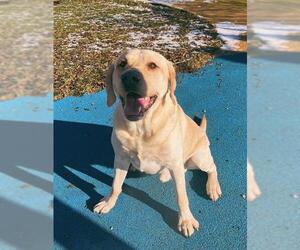 Labrador Retriever Dogs for adoption in Toronto, Ontario, Canada