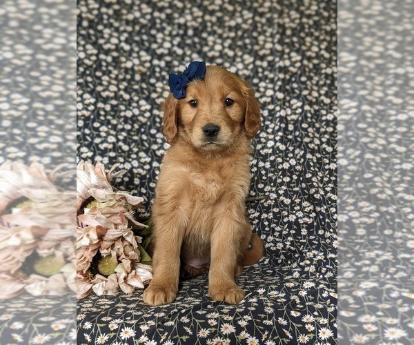 Medium Photo #6 Golden Retriever Puppy For Sale in KIRKWOOD, PA, USA