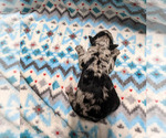 Small Photo #4 Aussiedoodle Puppy For Sale in SPARTA, MO, USA