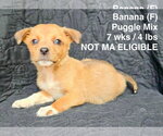 Small #3 Puggle