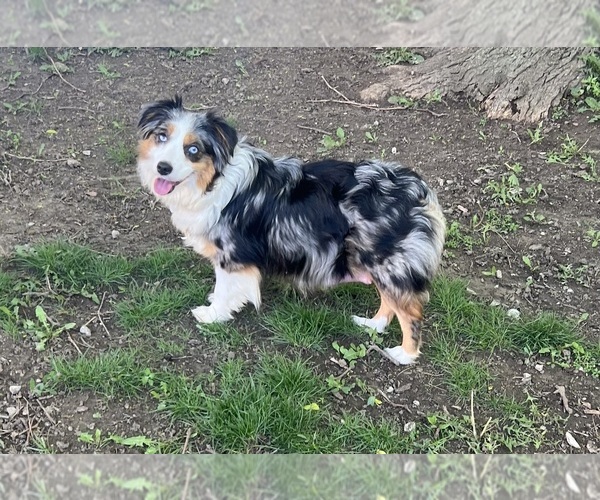 Medium Photo #1 Miniature Australian Shepherd Puppy For Sale in WAYNE, NE, USA