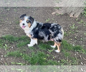 Mother of the Miniature Australian Shepherd puppies born on 04/24/2026