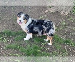 Small Photo #1 Miniature Australian Shepherd Puppy For Sale in WAYNE, NE, USA