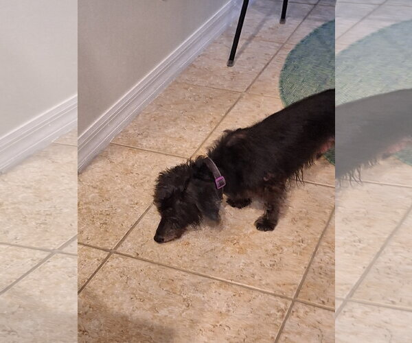 Medium Photo #3 Dachshund Puppy For Sale in Tampa, FL, USA