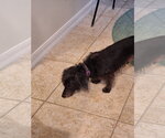 Small #2 Dachshund