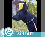 Small #3 Labrador Retriever Mix