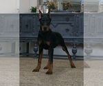 Small #2 Doberman Pinscher