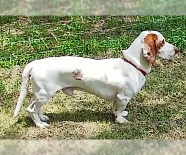 Medium Photo #4 Basset Hound Puppy For Sale in Deepwater, NJ, USA