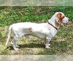 Small #3 Basset Hound