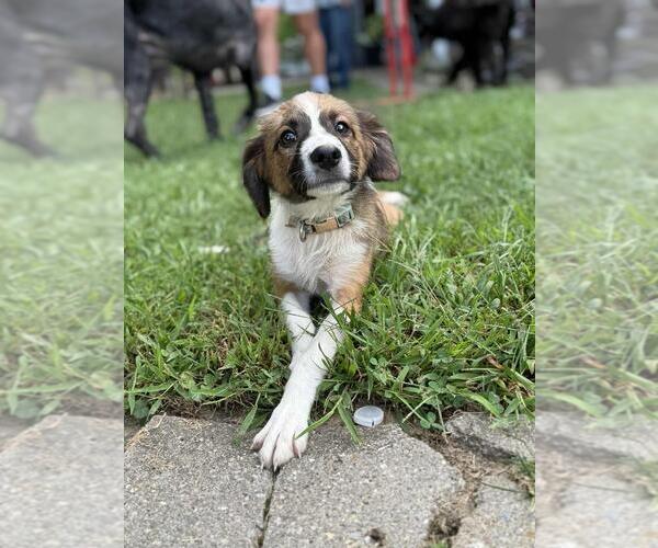 Medium Photo #4 Australian Shepherd-Dachshund Mix Puppy For Sale in Portland, IN, USA