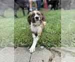 Small #3 Australian Shepherd-Dachshund Mix