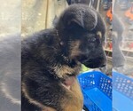 Small Photo #7 German Shepherd Dog Puppy For Sale in NEWNAN, GA, USA
